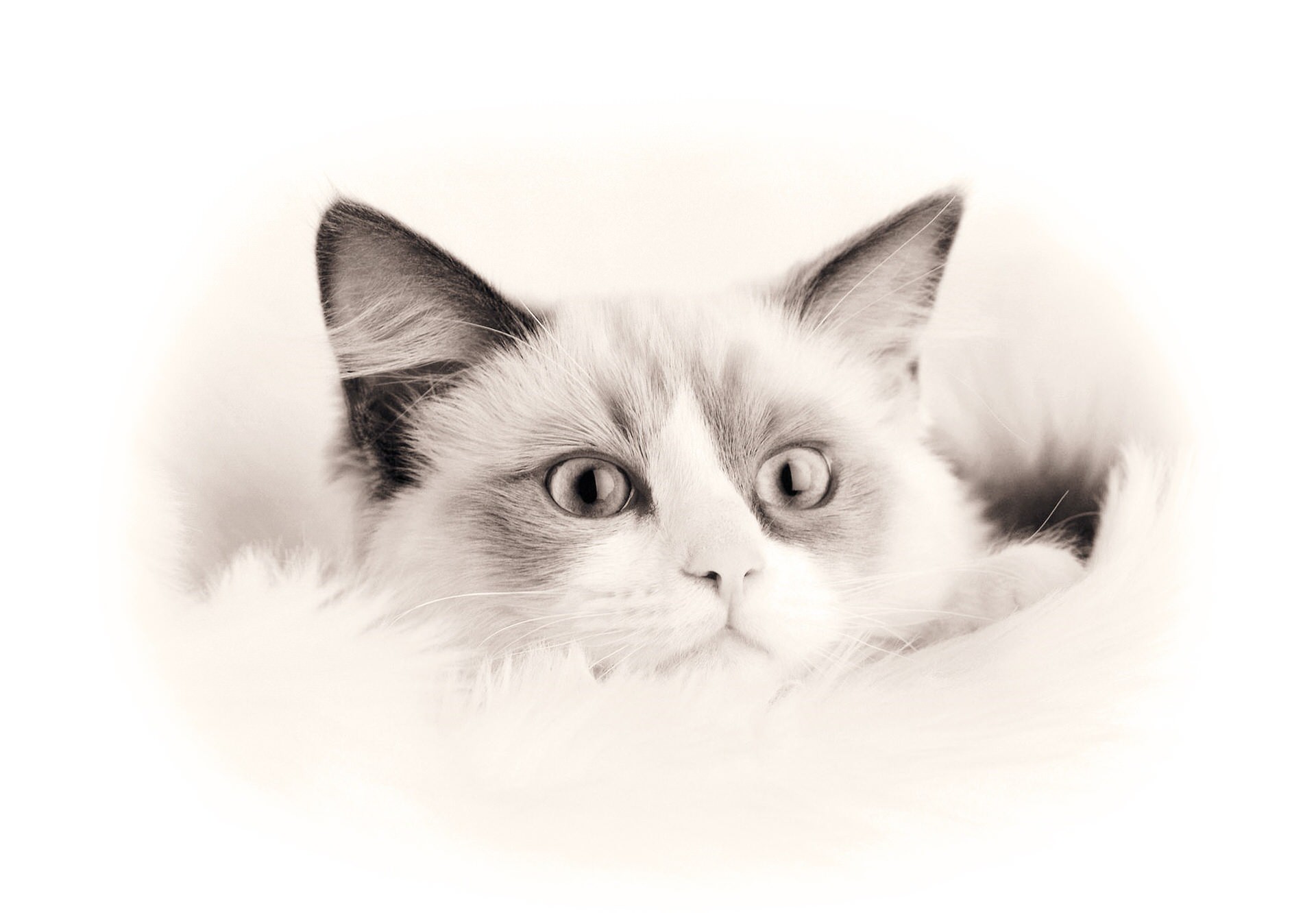 n6-cat